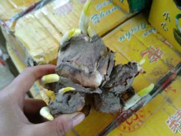 水仙花种球种根种苗