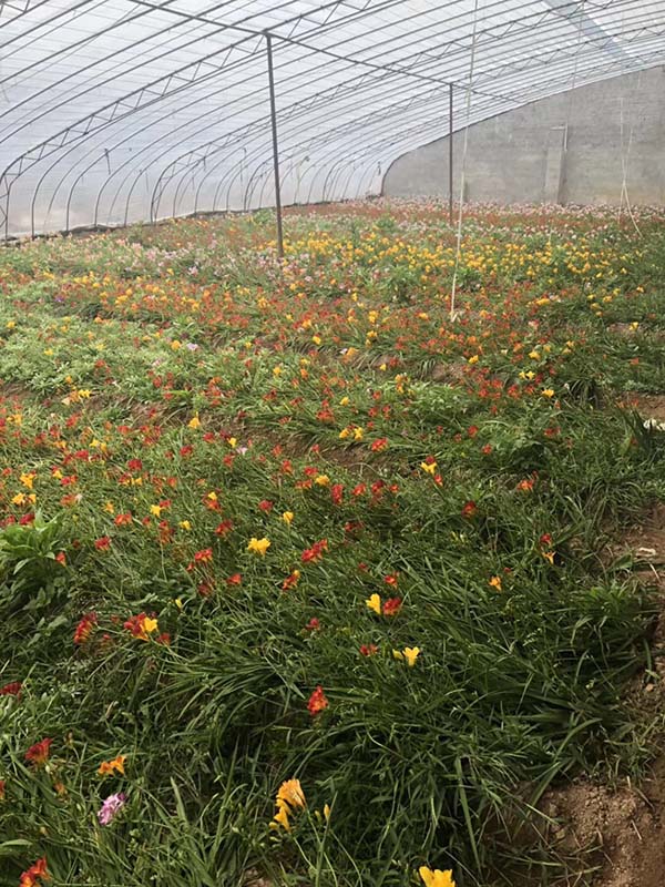花卉植物香雪兰