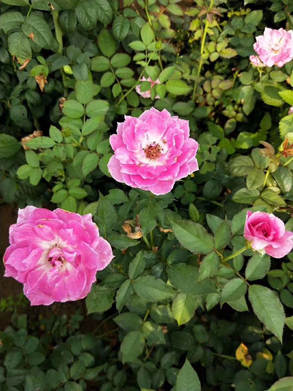 欧月小苗欧洲月季花苗