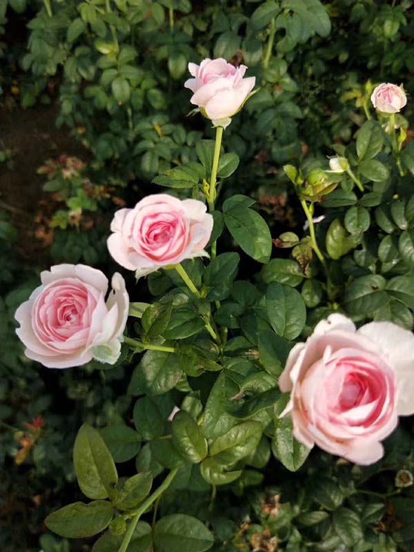 欧月小苗欧洲月季花苗