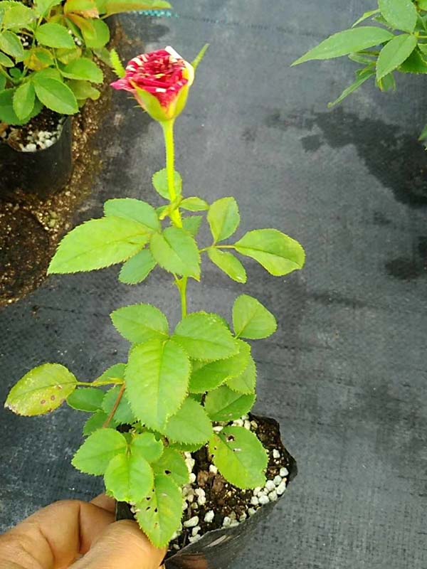 欧月小苗欧洲月季花苗