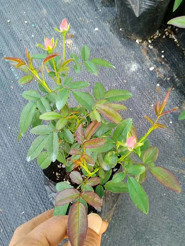 欧月小苗欧洲月季花苗