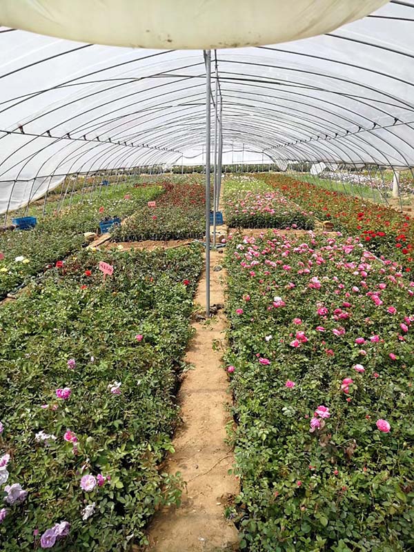 藤本月季小苗种苗