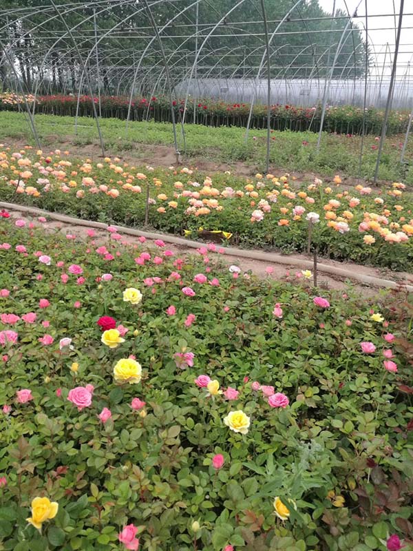 藤本月季小苗种苗