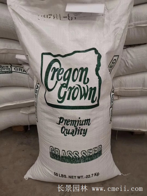 多倍体黑麦草种子