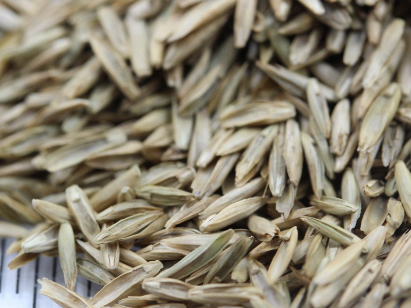 护坡云顶国际vip8866官网种子