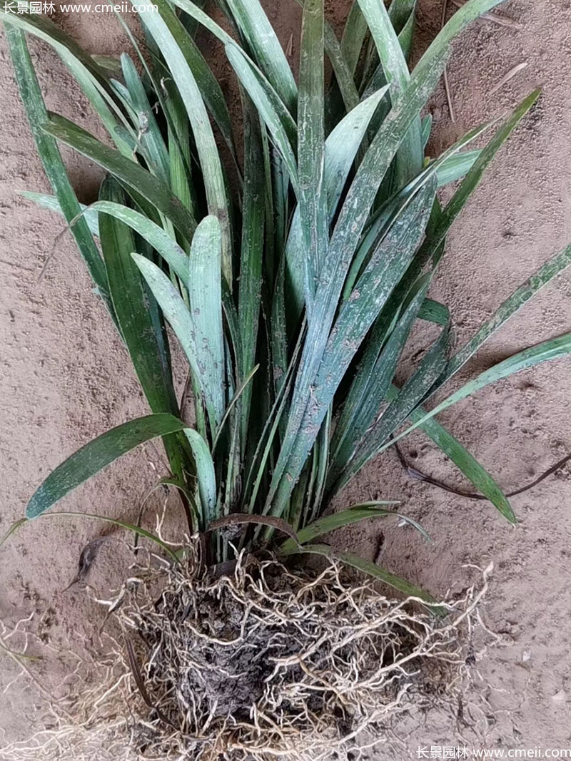 宽叶麦冬阔叶大叶麦冬