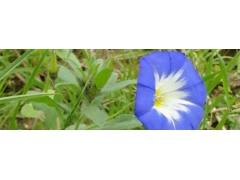 三色旋花的生长习性 种植方法