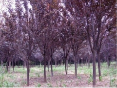 10公分红叶李价格多少钱350元一棵 