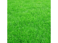 暖季型草坪那个最耐踩踏