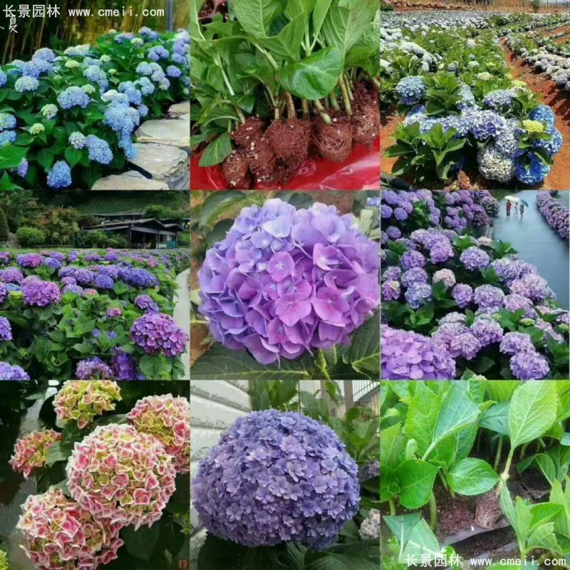 绣球花八仙花图片基地实拍