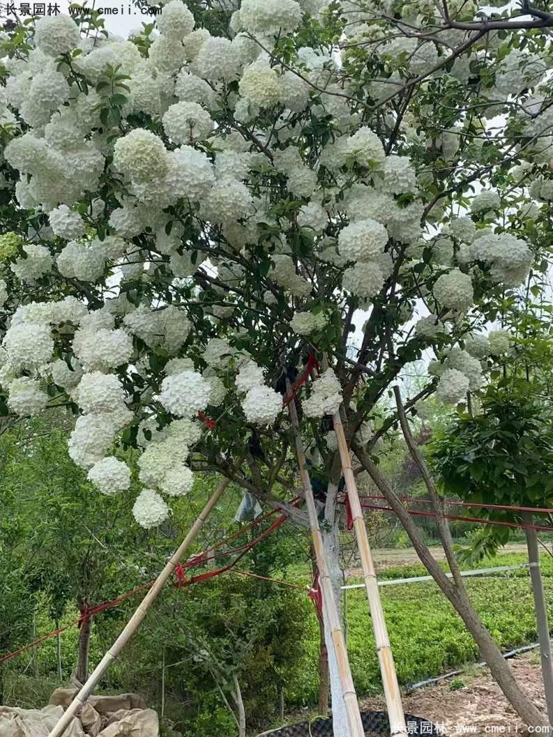 中华木绣球基地实拍图片