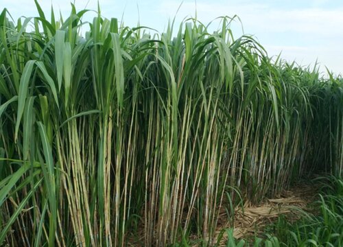 智博足球官网入口1919