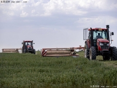 适合养鱼的牧草