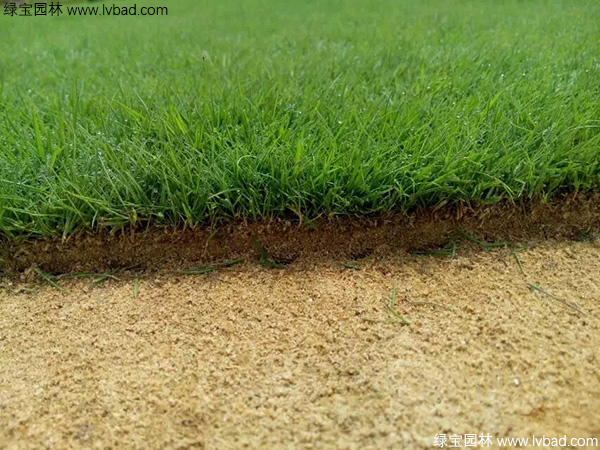 剪股颖草坪图片