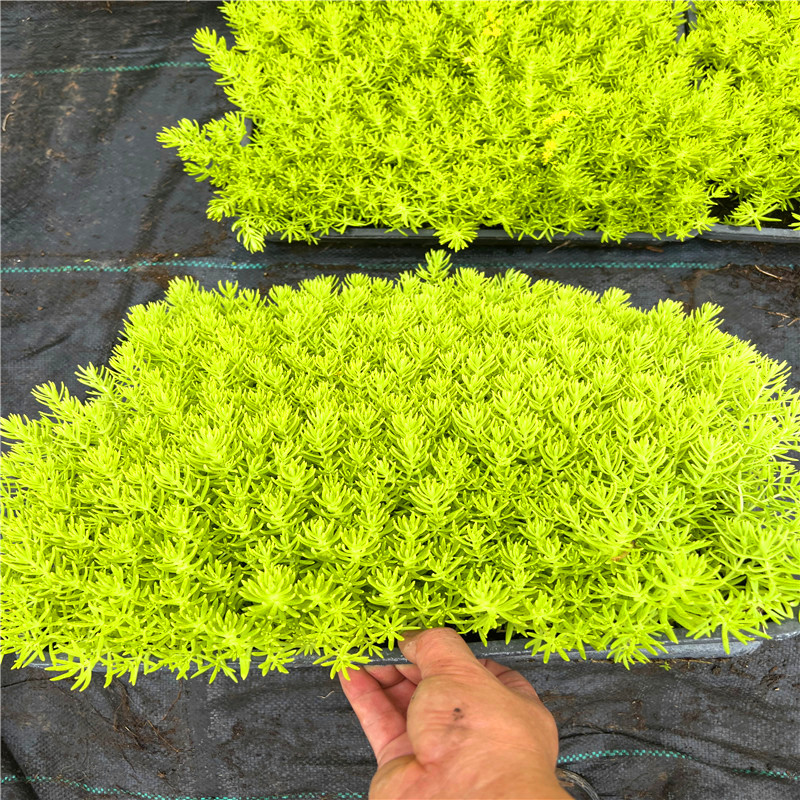 智博足球官网入口1919