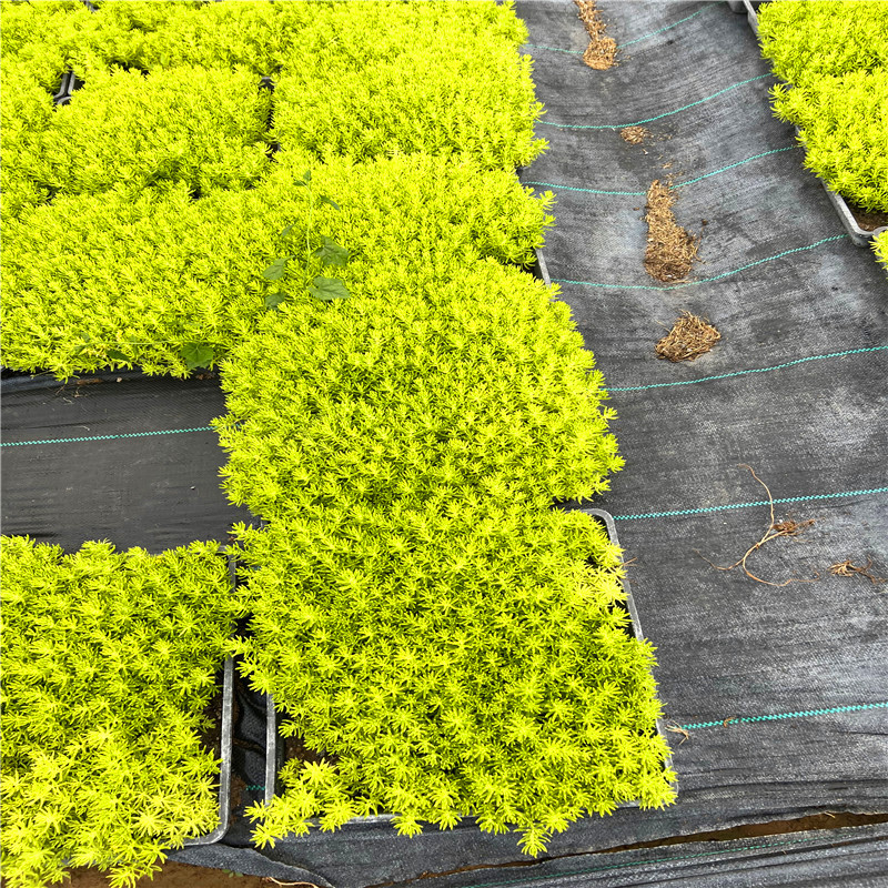 智博足球官网入口1919