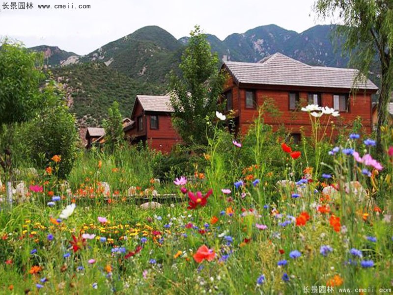 草本植物开花野花组合图片