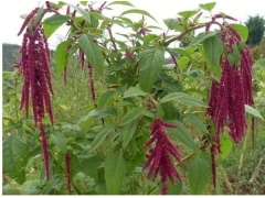 适合盐碱地种植的牧草有哪些