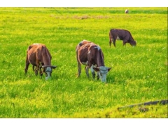 1000头猪需要多少牧草