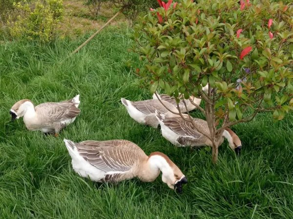 养鹅常用牧草品种