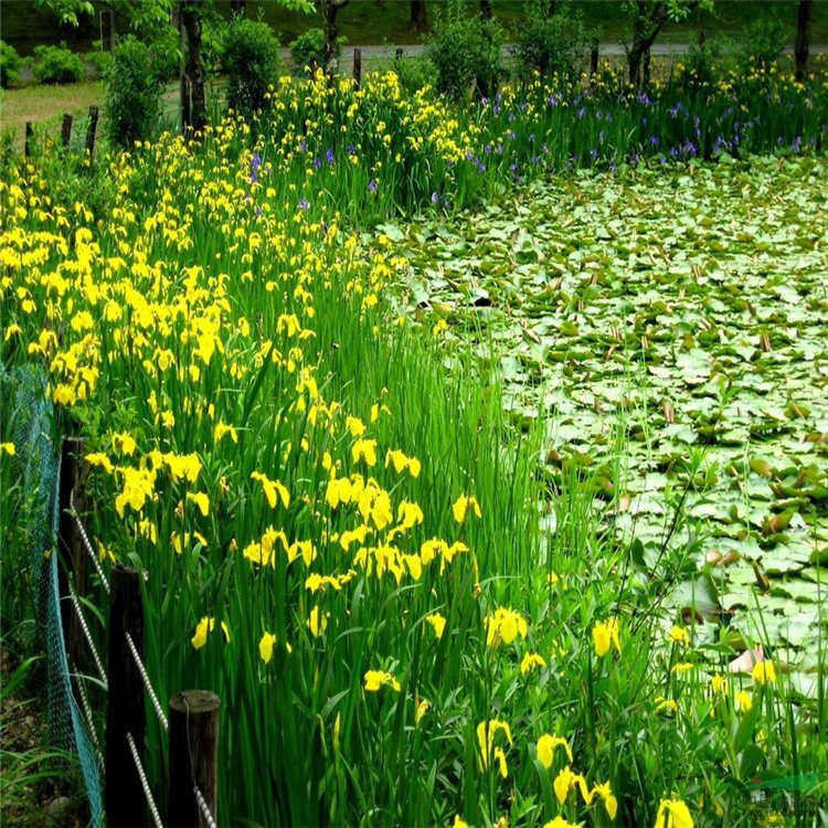黄菖蒲
