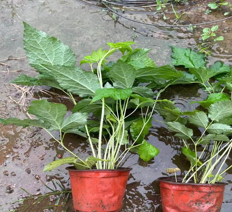 落新妇容器苗盆栽