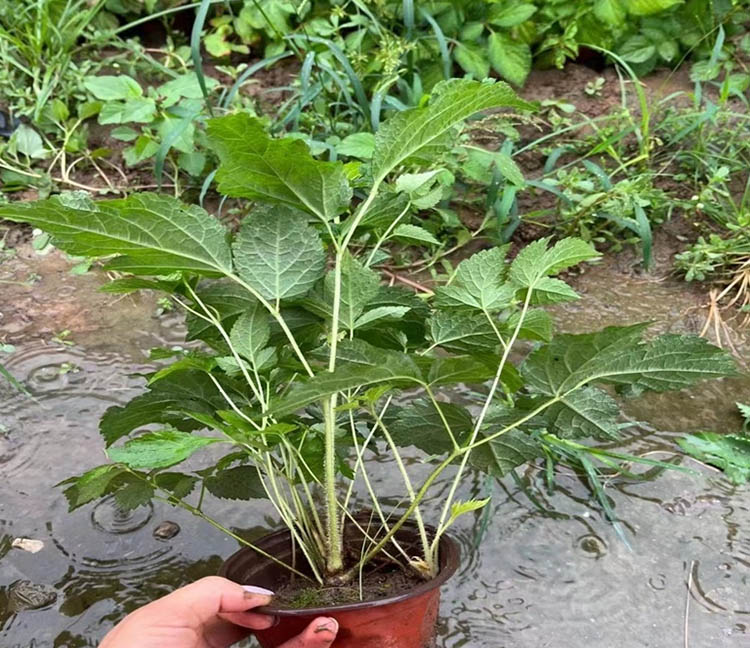 落新妇容器苗盆栽