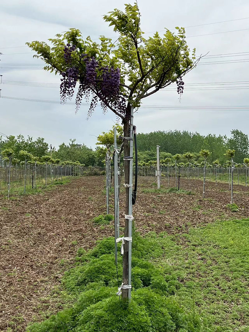 八重黑龙重瓣紫藤花紫藤树