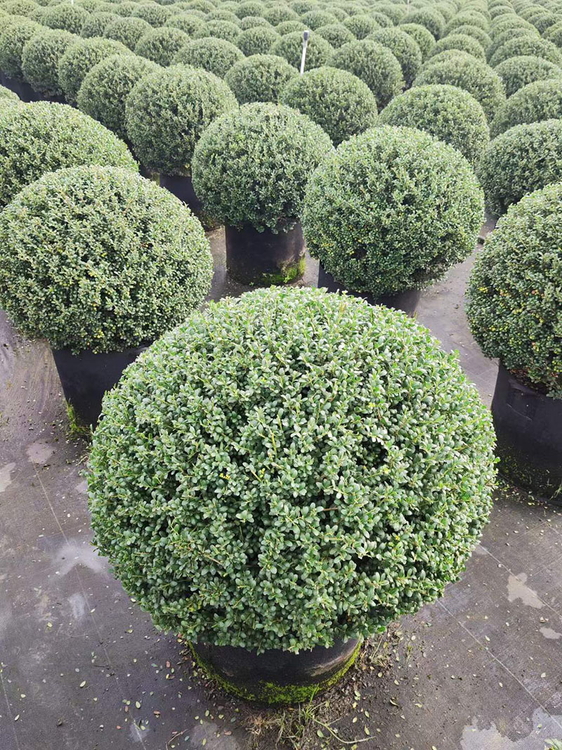 龟甲冬青球容器苗