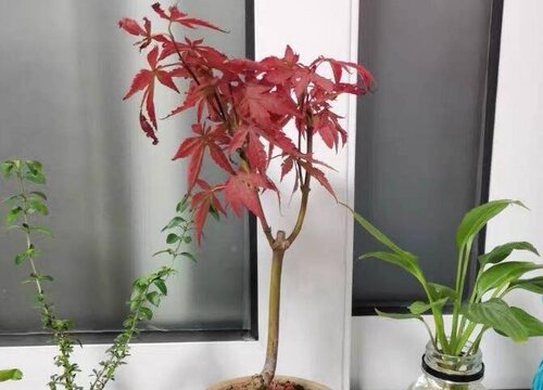 智博足球官网入口1919