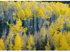 白杨树的叶子像什么样子