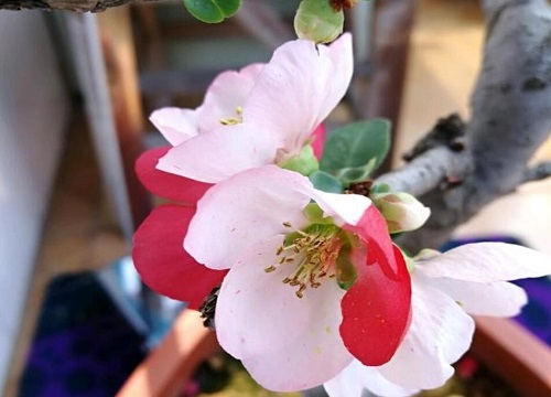 智博足球官网入口1919