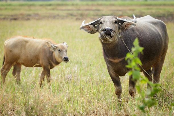 养牛喂牛的牧草牛吃的草