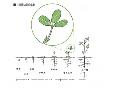 苜蓿草种子用什么做包衣 苜蓿种子包衣的秘密