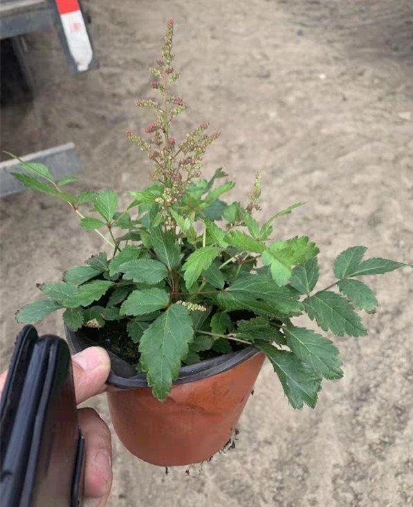 落新妇容器苗盆栽