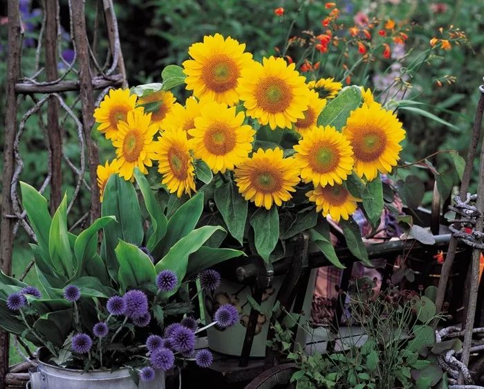 富阳特系列向日葵