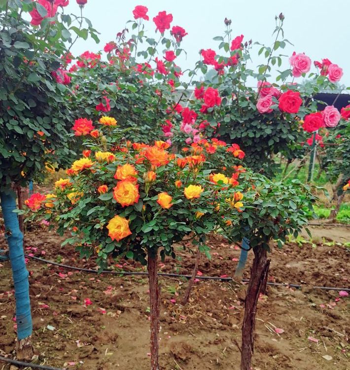 玫瑰树